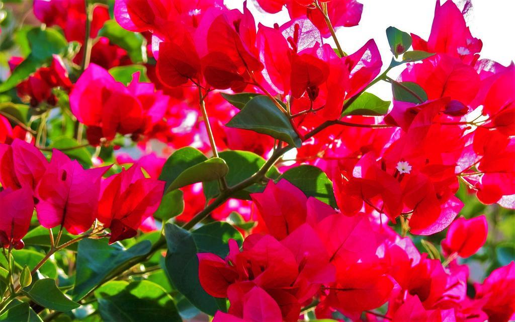 Pousada Bougainville Пиренополис Экстерьер фото